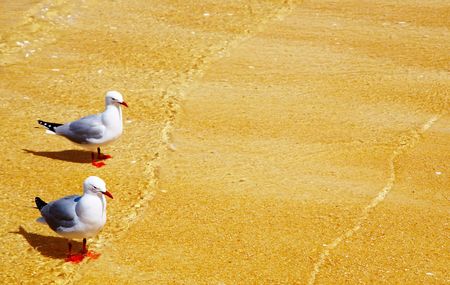Two seagulls on the beachの写真素材
