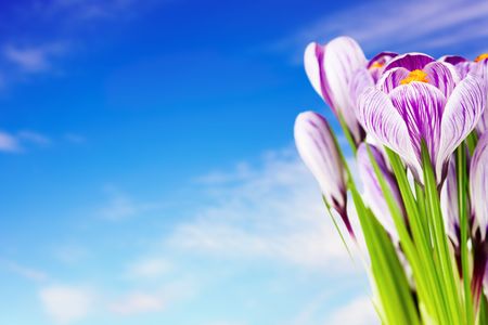 Crocus flowers against blue sky background の写真素材