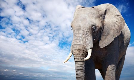 African elephant against blue sky backgroundの写真素材