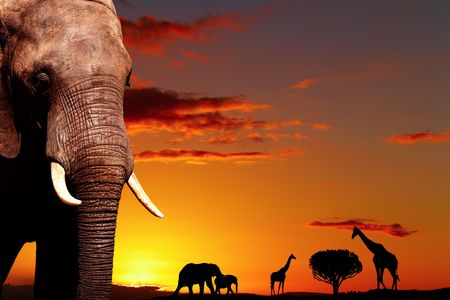 African elephant in savanna at sunsetの写真素材