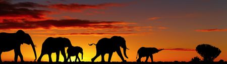 Elephants silhouettes in night savannaの写真素材