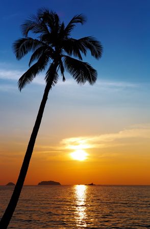 Palm tree silhouette at sunset, Chang island, Thailand
の写真素材