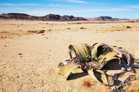 Amazing desert plant, living fossil Welwitschia Mirabilis in Namib Desertの写真素材