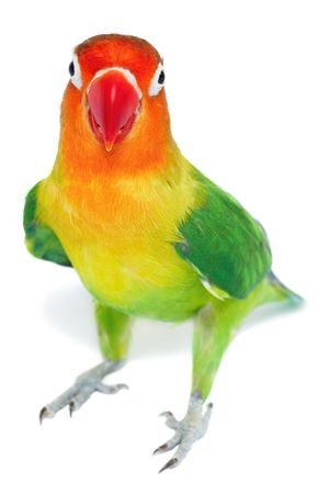 Lovebird agapornis-fischeri isolated on white
の写真素材