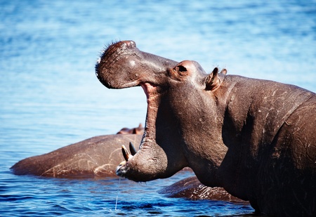 Wild hippo, Chobe river, Botswanaの写真素材