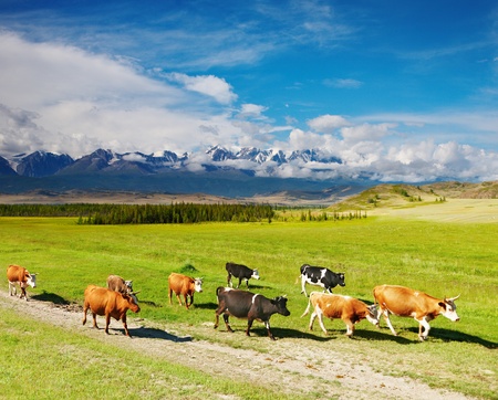 Landscape with snowy mountains and cow herdの写真素材