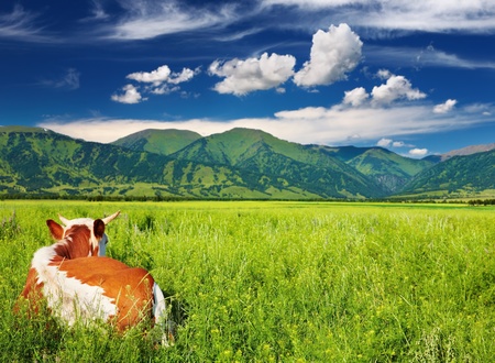 Mountain landscape with green field and resting cowの写真素材