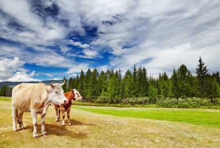 Rural landscape with cows and forestの写真素材
