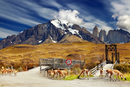 Wild guanacos in Torres del Paine National Park, Patagonia, Chile の写真素材