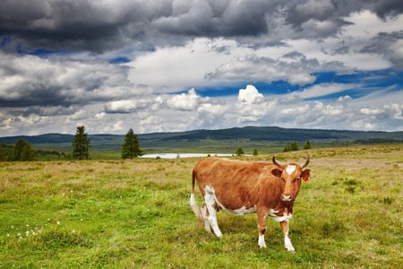 Mountain landscape with grazing cowの写真素材