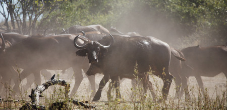 Herd of buffaloes in african savanna, Chobe N.P., Botswanaの写真素材