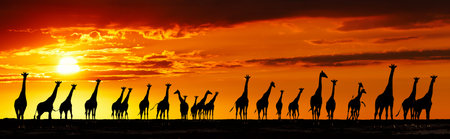 Herd of giraffes in african savanna at sunsetの写真素材