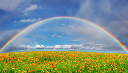 Landscape with blossoming field and rainbowの写真素材
