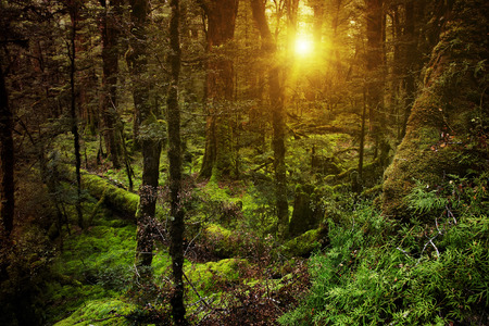 Dark mysterious forest in New Zealandの写真素材