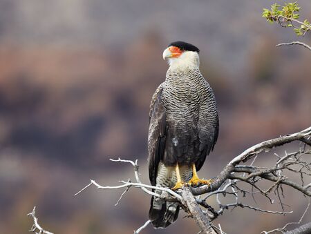 Southern crested caracara (Caracara plancus) in Torres del Paine National Park, Chileの写真素材