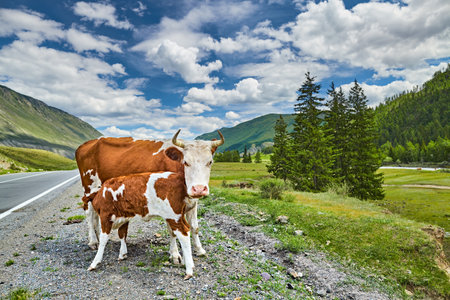 Mother cow feeding her calf in beautiful mountain valleyの写真素材