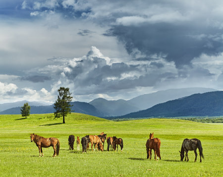 Mountain landscape with grazing horses and storm cloudsの写真素材