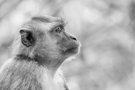 Asian monkey 