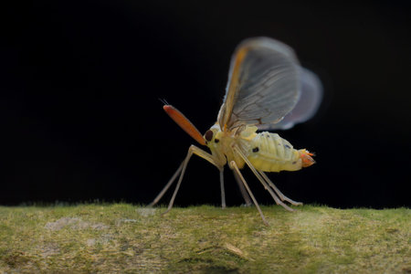 Derbidae - families of planthoppers at the night