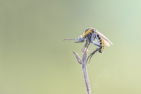 Huncback fly bee in nature light ta the daylightの写真素材