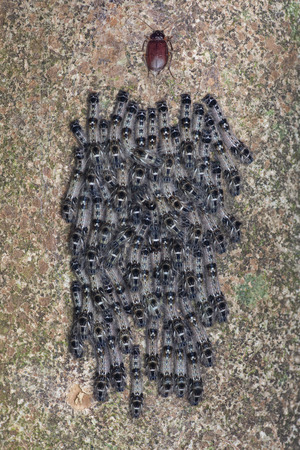 Beetle Orthogonius sp  with baby caterpillars at the nightの写真素材