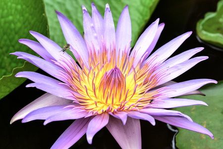 Nymphae sp   family Nymphaeaceae   bunga Telipok on close up の写真素材