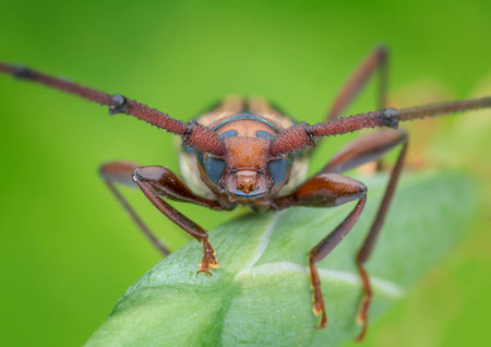 face of long horned beetle on extreme macro