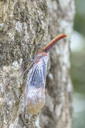 lantern bugs Pyrops sultanus  Poring Sabahの写真素材