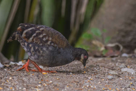 Malaysian hill partridge (Arborophila campbelli )at nature habitatの写真素材