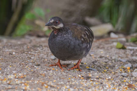 Malaysian hill partridge (Arborophila campbelli )at nature habitatの写真素材