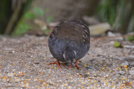 Malaysian hill partridge (Arborophila campbelli )at nature habitatの写真素材