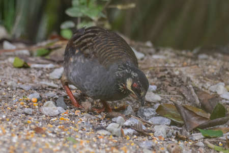 Malaysian hill partridge (Arborophila campbelli )at nature habitatの写真素材