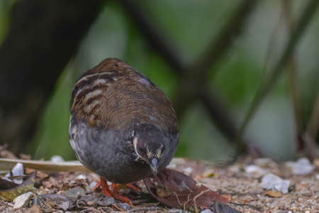 Malaysian hill partridge (Arborophila campbelli )at nature habitatの写真素材