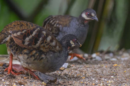 Malaysian hill partridge (Arborophila campbelli )at nature habitatの写真素材