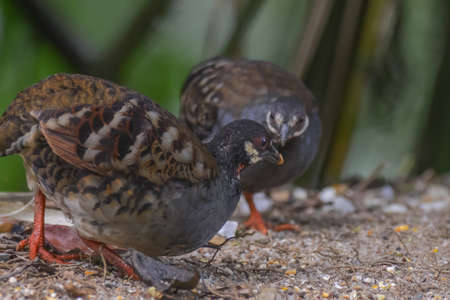 Malaysian hill partridge (Arborophila campbelli )at nature habitatの写真素材