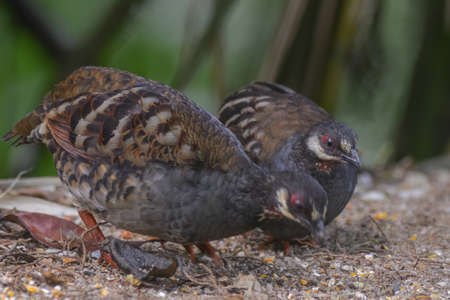 Malaysian hill partridge (Arborophila campbelli )at nature habitatの写真素材
