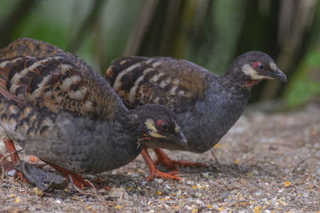 Malaysian hill partridge (Arborophila campbelli )at nature habitatの写真素材