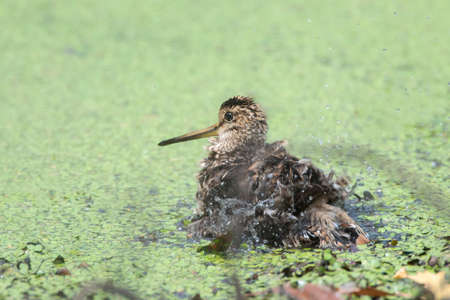 Common Snipe (Gallinago gallinago) splashing and preening feathersの写真素材