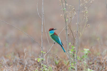 Blue-throated Bee-eater (Merops viridis) with nature backgroundの写真素材