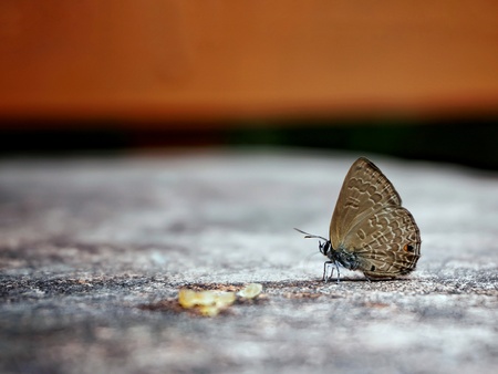 Butterfly on table in jungle the beauty of natureの写真素材