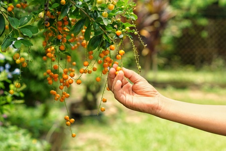 Hand picking fruit golden yellow berries in gardenの写真素材