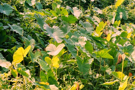 Alocasia macrorrhizos in the bushes in malaysiaの写真素材