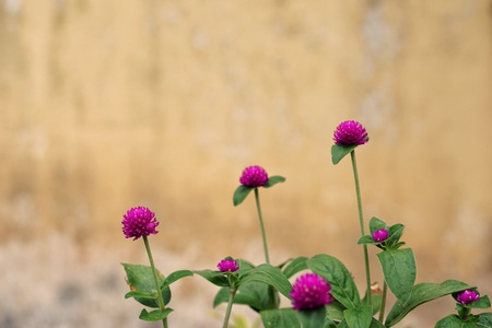Purple button flower and Scientific name is Gomphrena globosaの写真素材