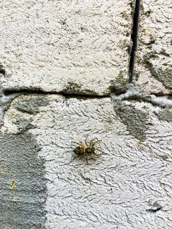 Beautiful spiderの写真素材