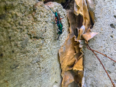 Beautiful big ant