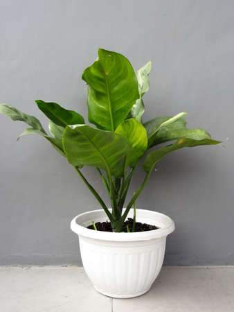 green leafy plant with white pot on gray backgroundの写真素材