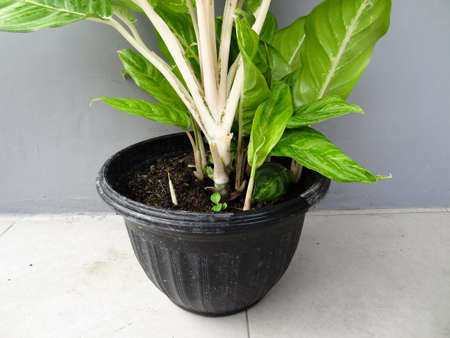 red flower with black pot and gray backgroundの写真素材