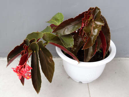 green leafy plant with white pot on gray backgroundの写真素材