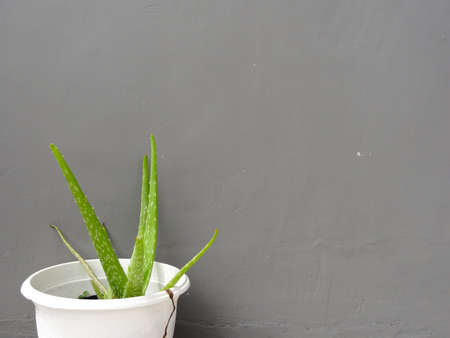 green leafy plant with white pot on gray backgroundの写真素材