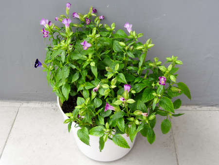 green leafy plant with white pot on gray backgroundの写真素材